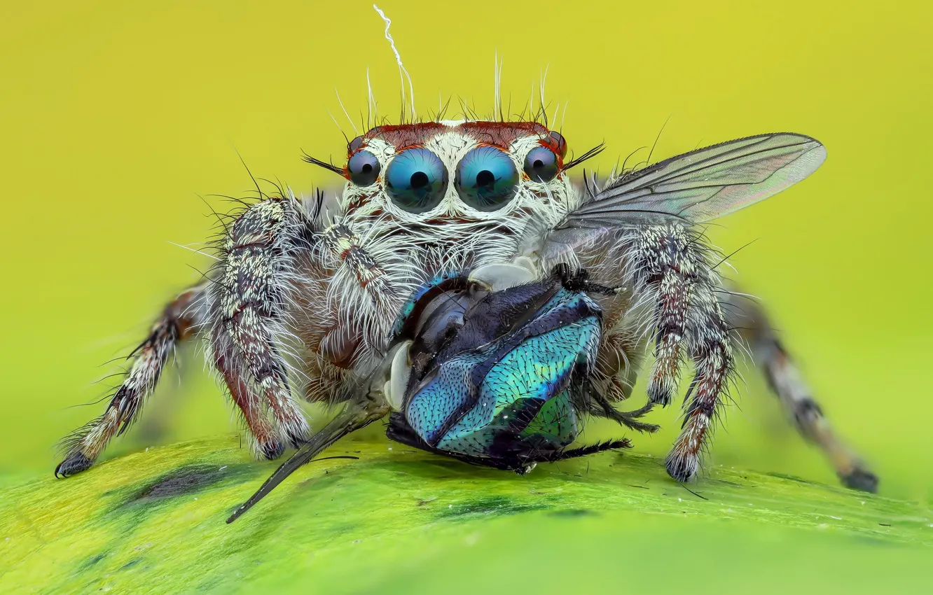 Фото обои глаза, взгляд, макро, муха, фон, паук, хищник, прыгун