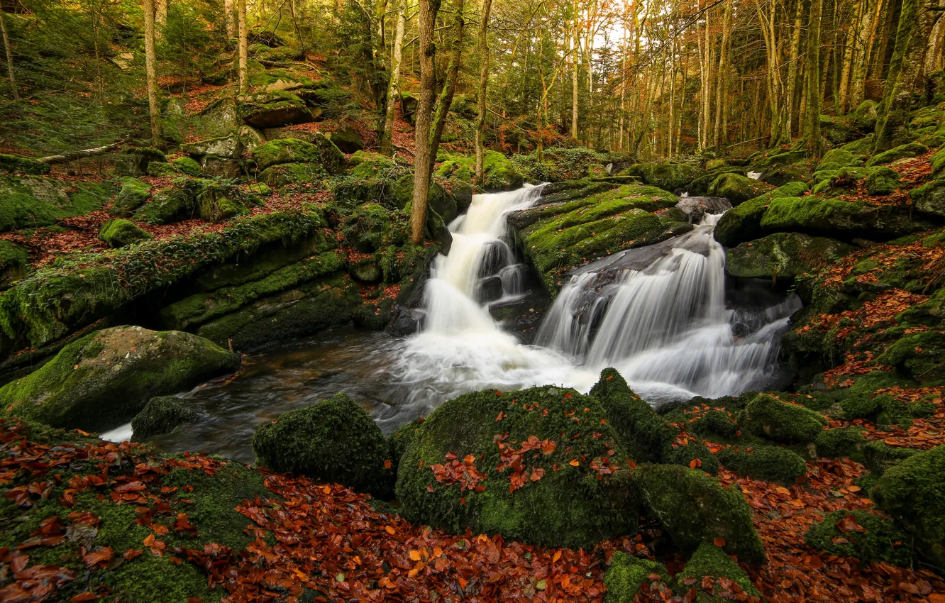 Фото обои осень, лес, деревья, камни, листва, водопад, мох, листопад