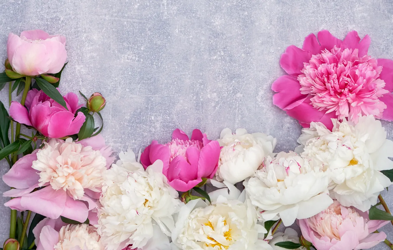 Фото обои розовые, белые, пионы, LAIMDOTA GRIVANE