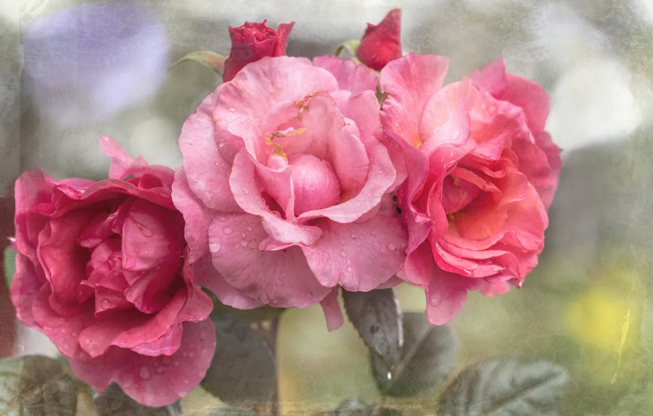 Фото обои роза, текстура, лепестки