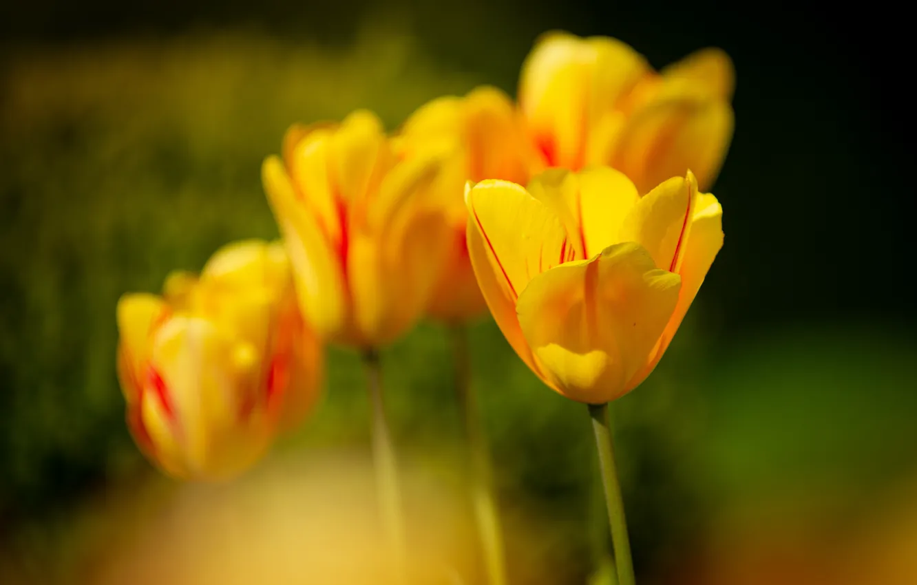 Фото обои цветы, размытие, весна, желтые, тюльпаны, бутоны, боке