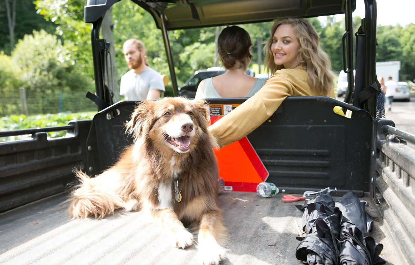 Фото обои авто, улыбка, собака, актриса, блондинка, кузов, Amanda Seyfried, Аманда Сайфред