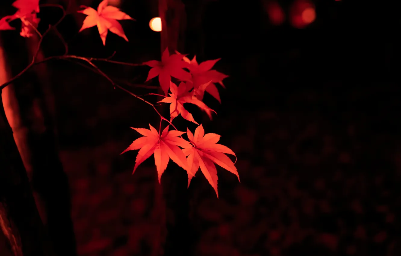 Фото обои осень, листья, макро, клен