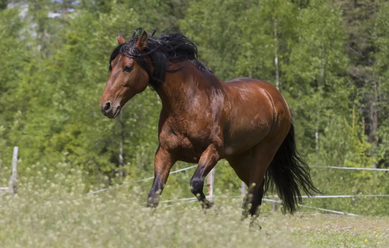 Фото обои конь, лошадь, грива, красавец, гнедой