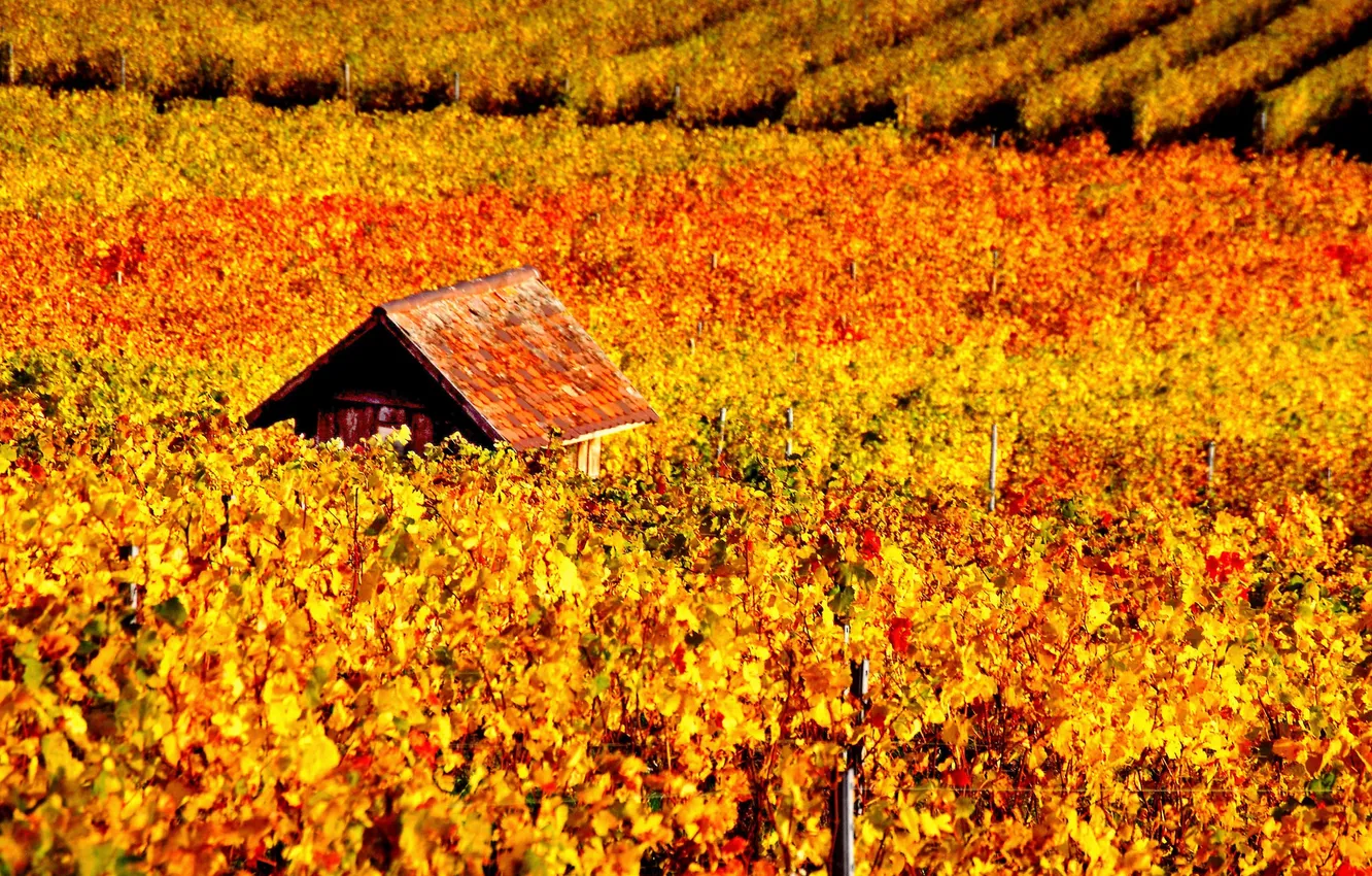 Фото обои осень, виноградник, домик, лоза