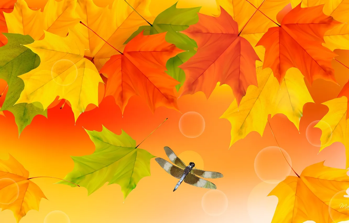Фото обои осень, листья, коллаж, стрекоза, насекомое, клен
