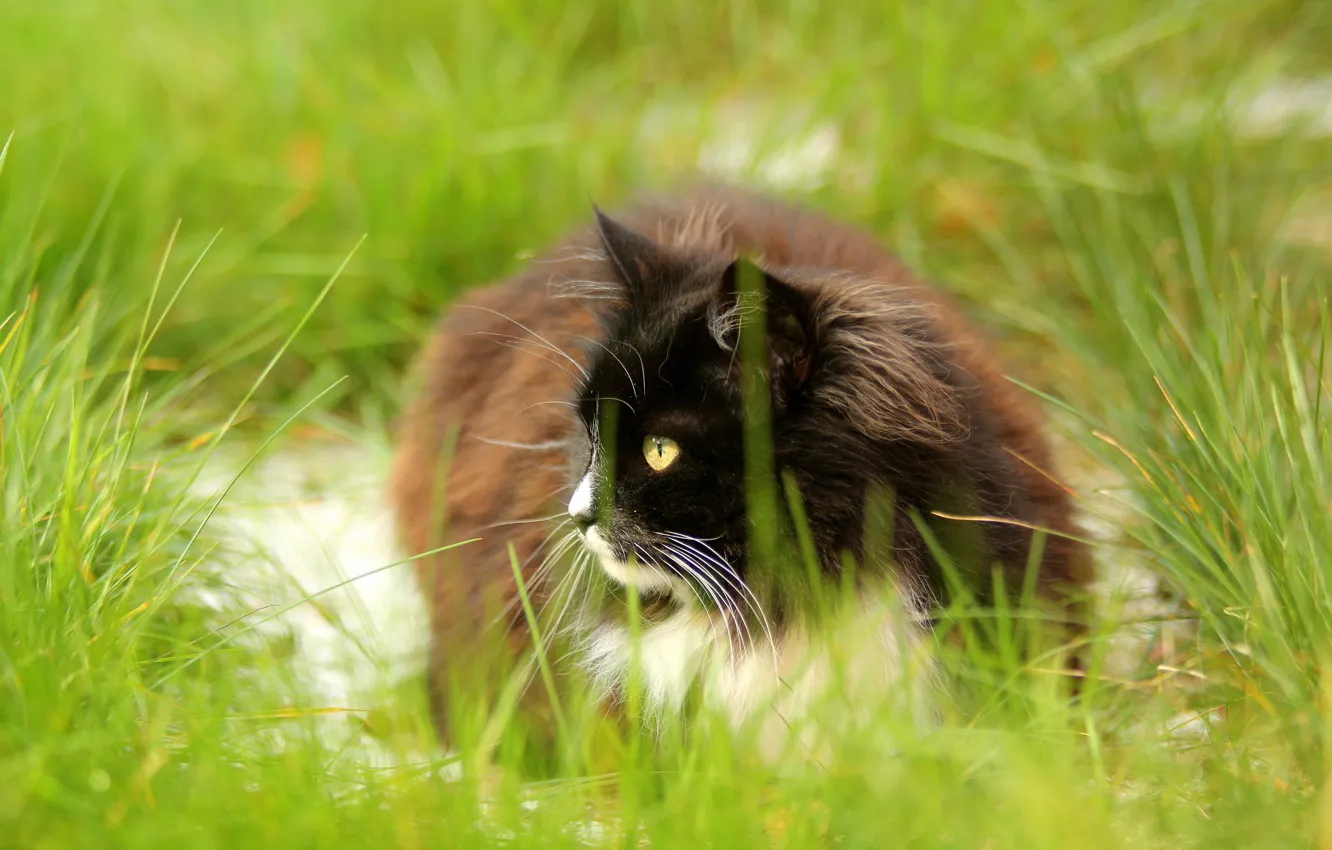 Фото обои кошка, лето, трава, кот, взгляд, природа, черно-белый