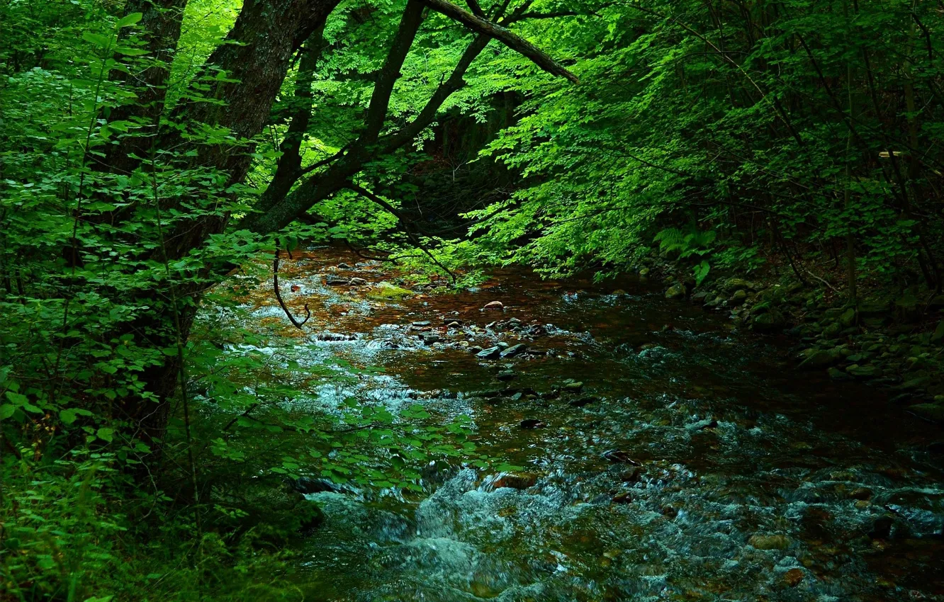Фото обои Зелень, Природа, Поток, Деревья, Лес, Nature, Речка, Green