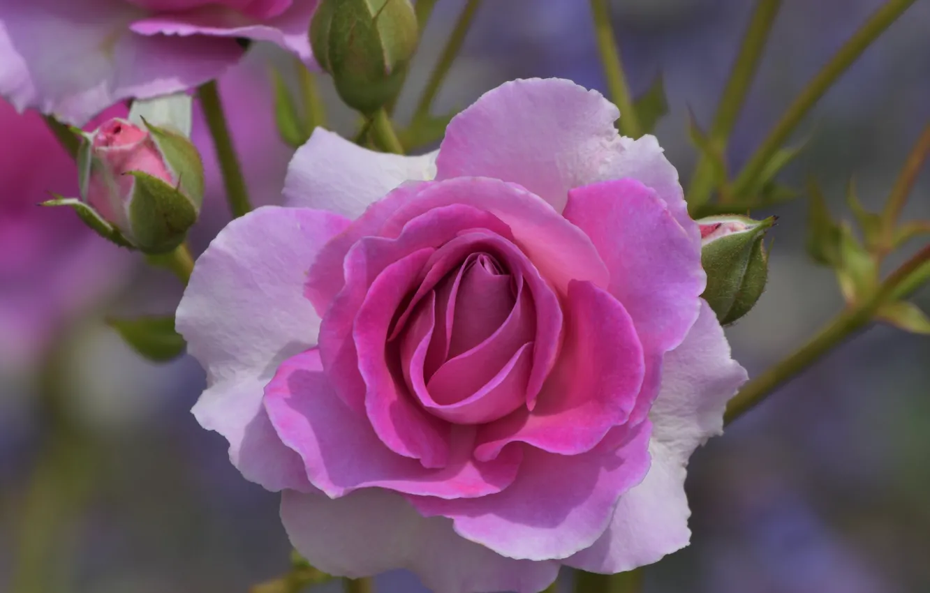 Фото обои макро, розовая, роза, бутоны