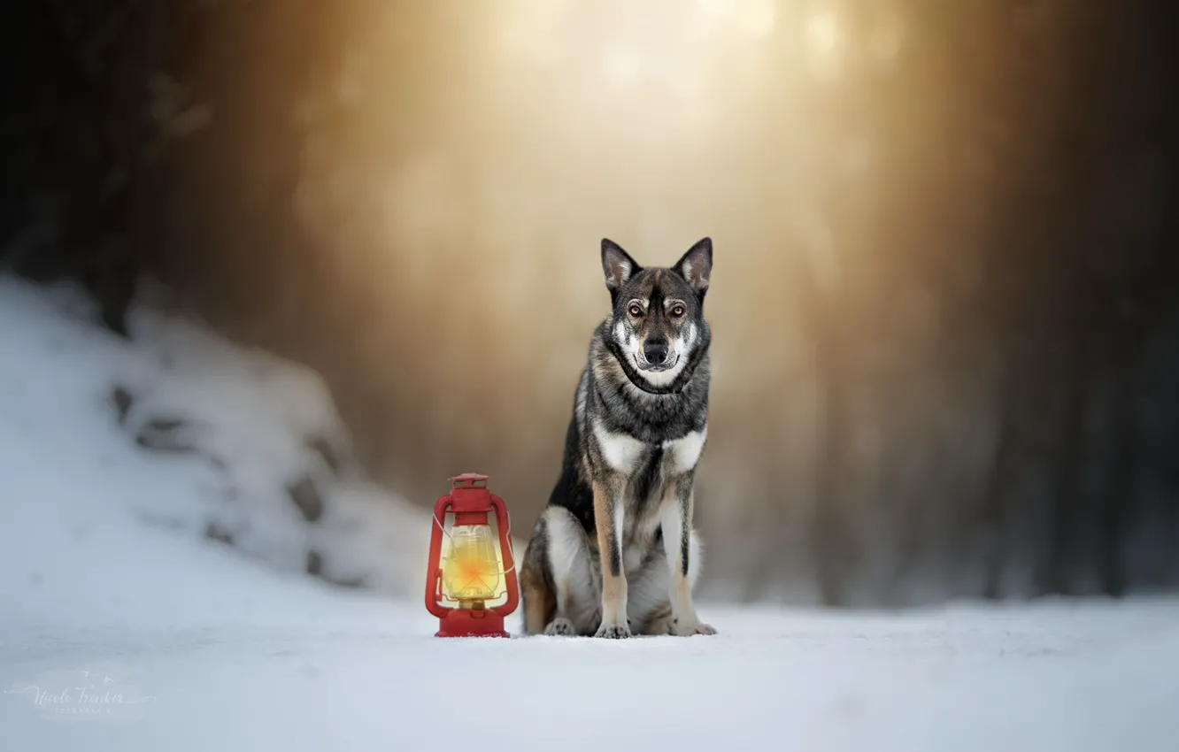 Фото обои зима, лампа, собака