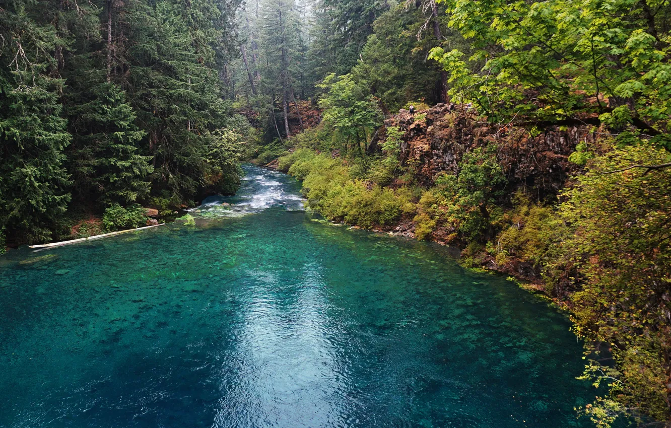 Фото обои лес, деревья, река, камни, США, Oregon, McKenzie River