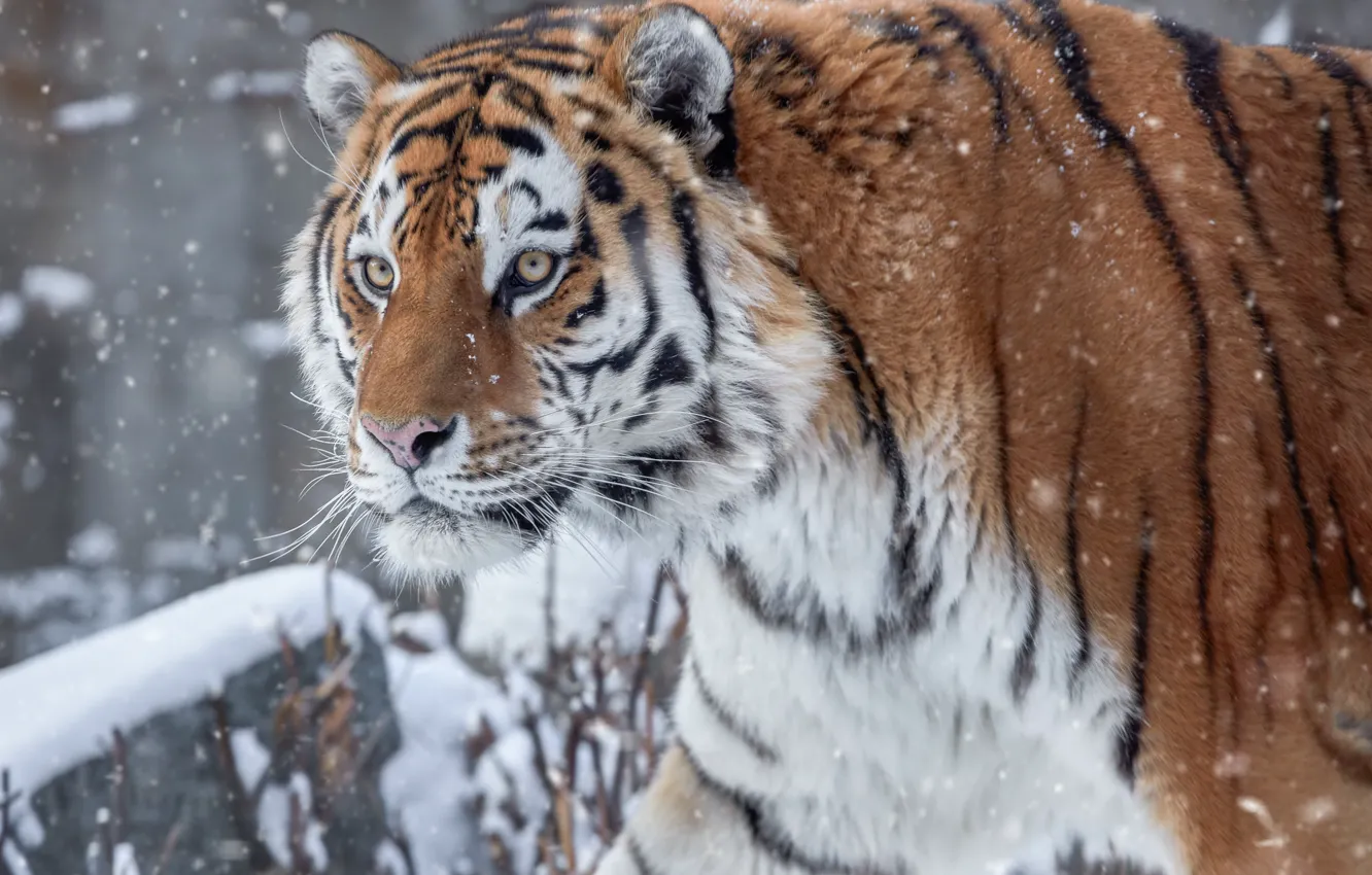 Фото обои зима, взгляд, снег, вид, хищник, голова, Тигр