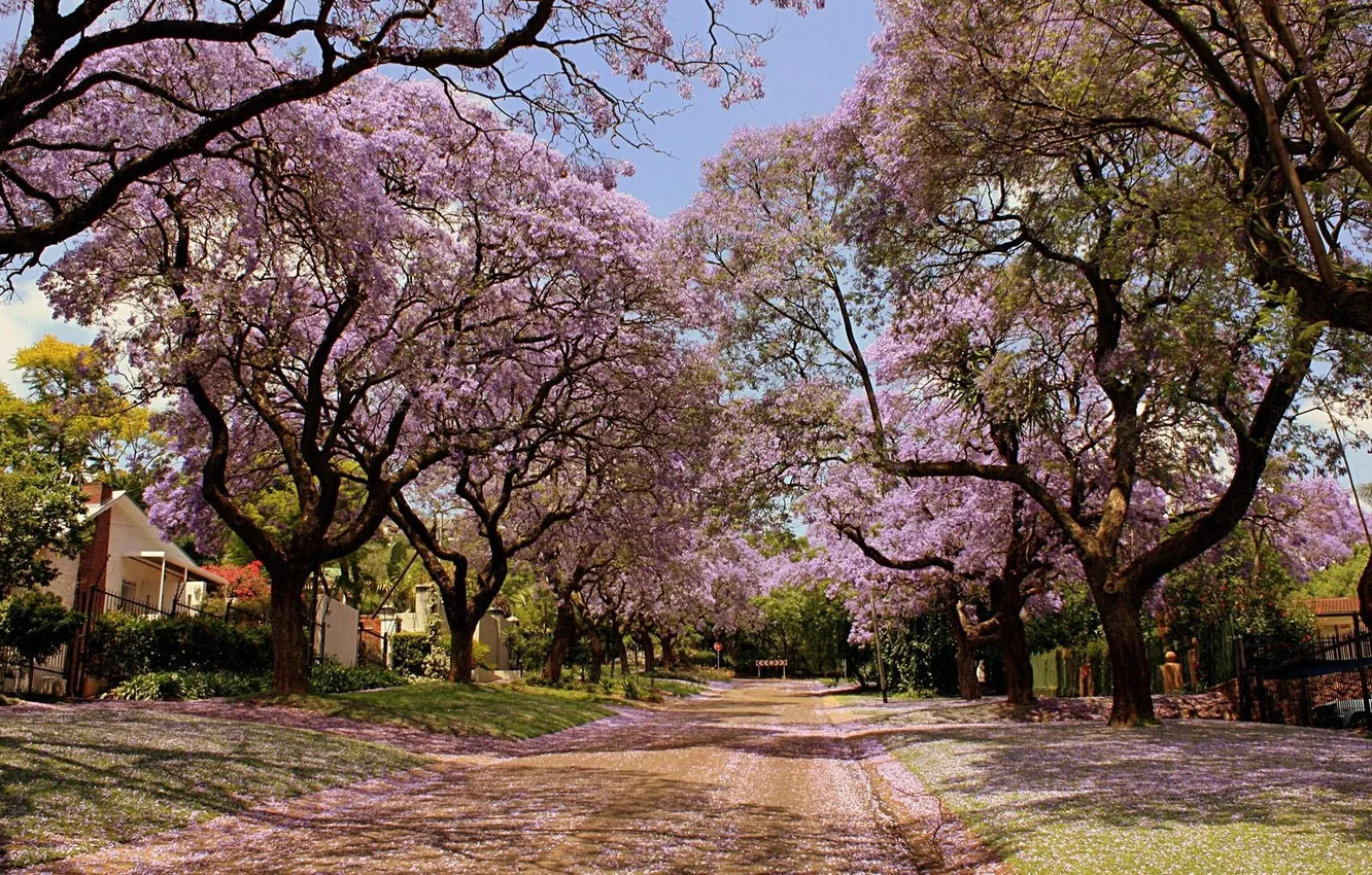 Фото обои улица, красота, деревья в цвету