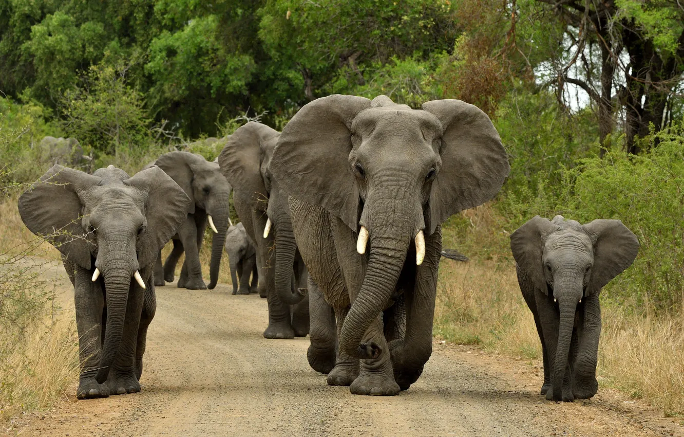 Фото обои дорога, слоны, стадо