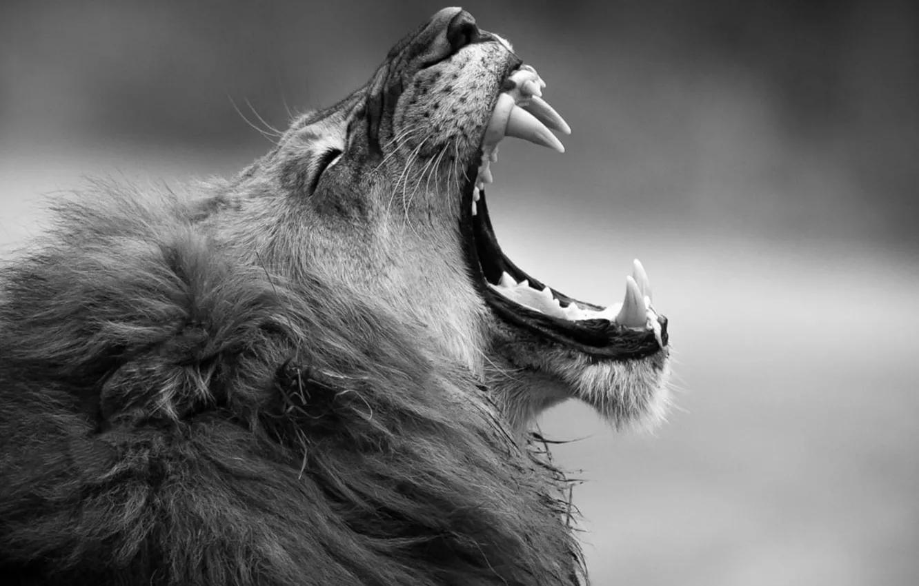 Фото обои monochrome, animal, fangs, .grayscale photography of adult lion