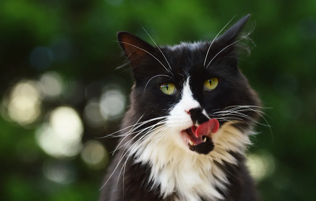 Фото обои язык, кошка, кот, усы, взгляд, морда, природа, черно-белый