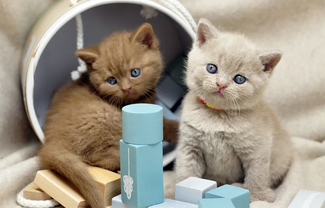 Фото обои кошки, котенок, серый, коробка, кубики, котята, ткань, бусы