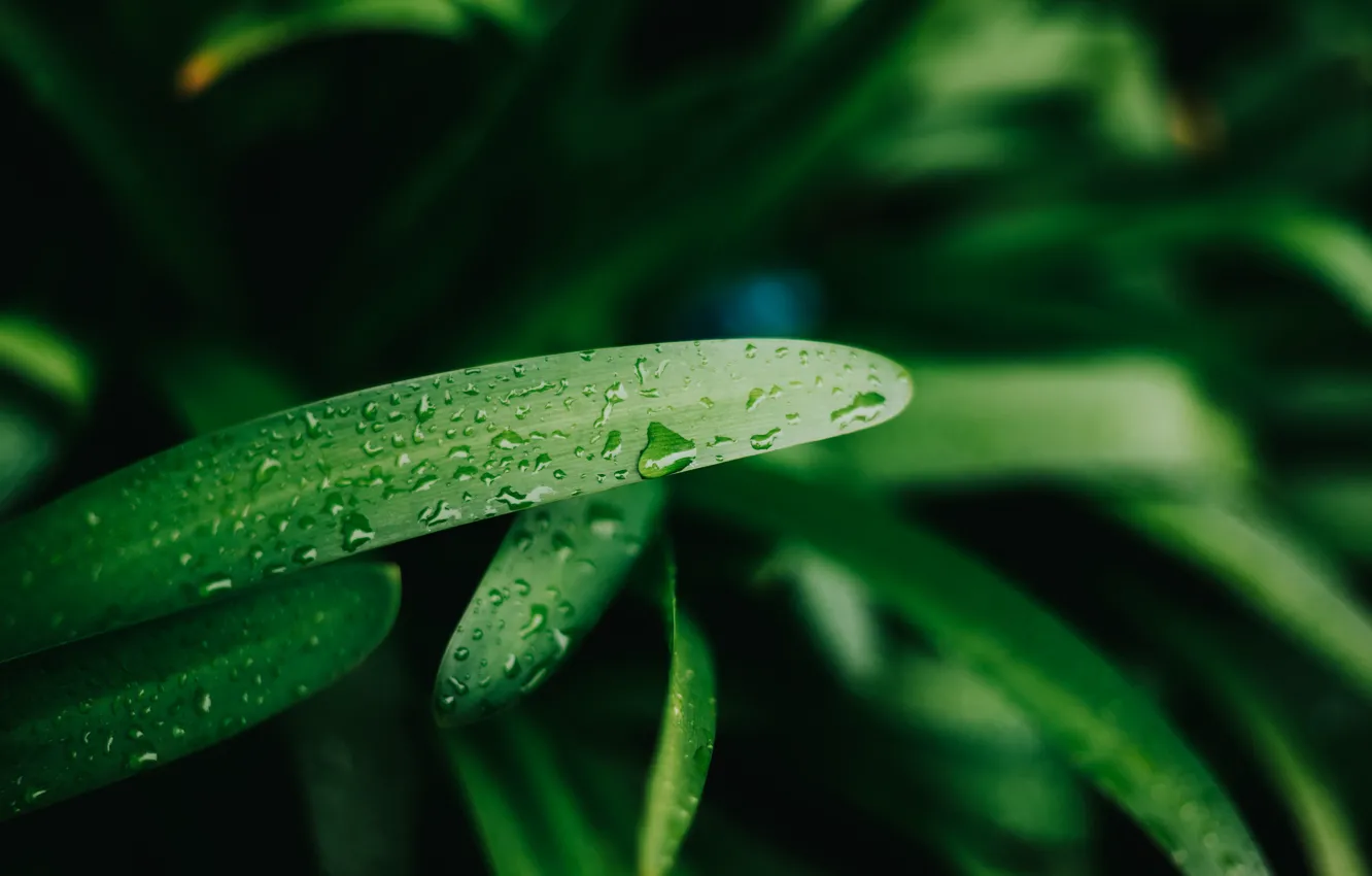 Фото обои water, macro, drops