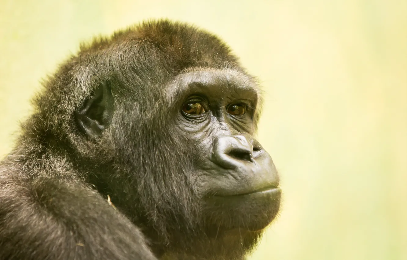 Фото обои взгляд, природа, обезьяна, Gorilla