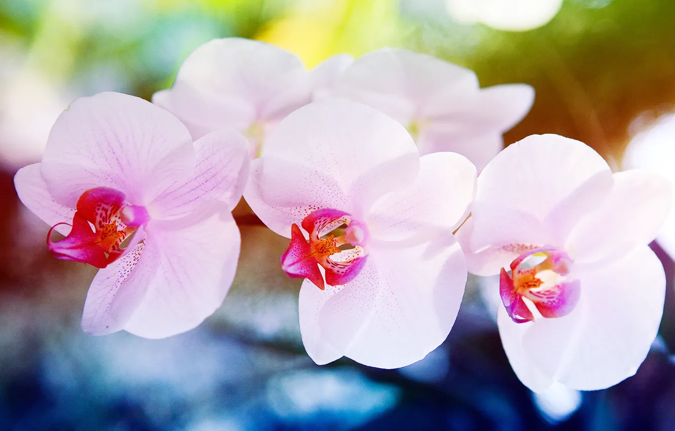 Фото обои макро, цветы, орхидея, orchid