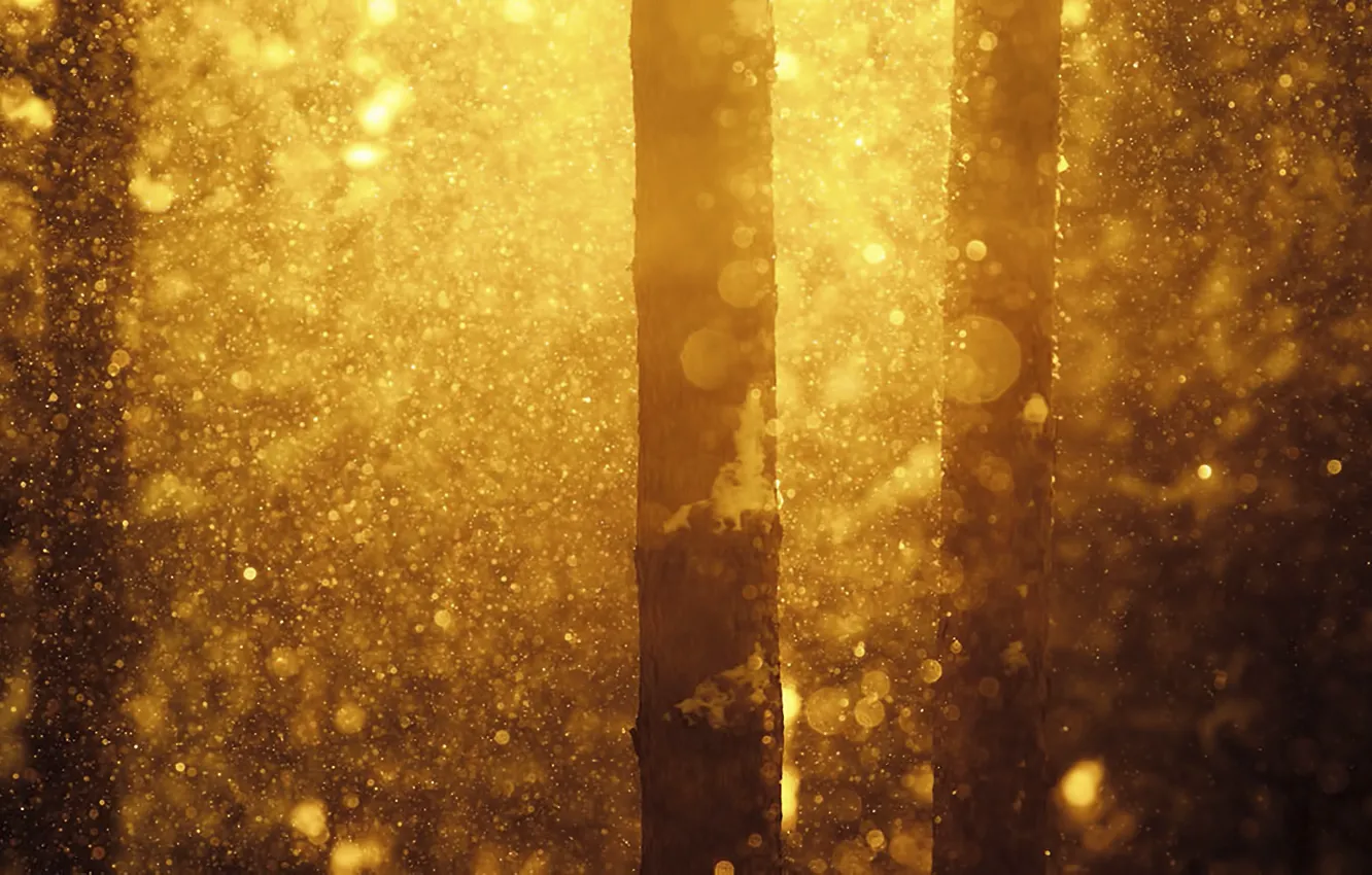 Фото обои зима, лес, снег, природа, Joni Niemela