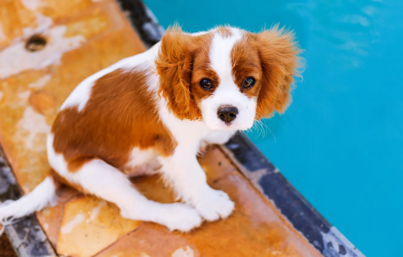 Фото обои животные, фон, обои, собака, wallpaper, картинка, animals, dog