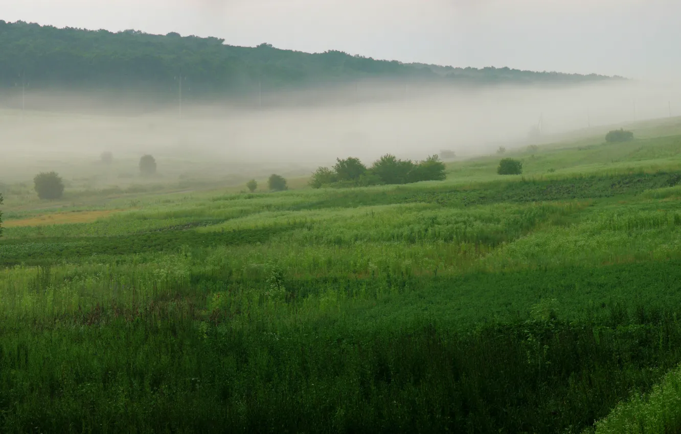 Фото обои трава, деревья, природа, туман, обои, пейзажи, дым, леса