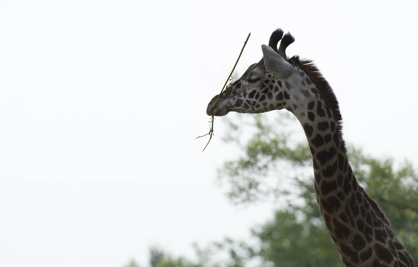 Фото обои морда, жираф, грация, профиль, шея