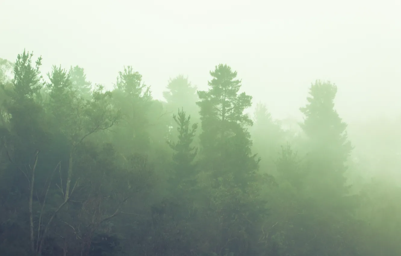 Фото обои Небо, Туман, Деревья, Лес