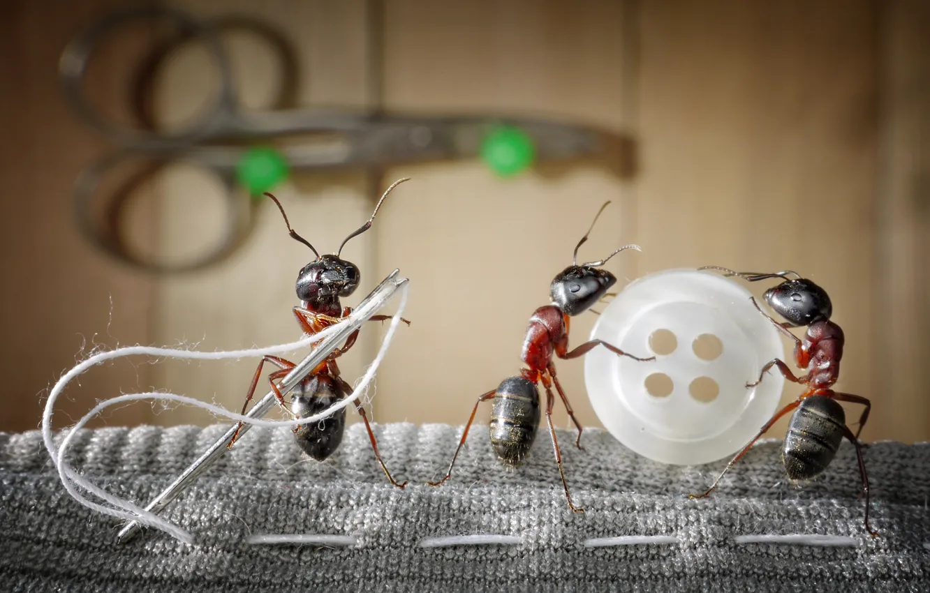 Фото обои макро, насекомые, игла, ситуация, муравьи, ткань, ножницы, нитка