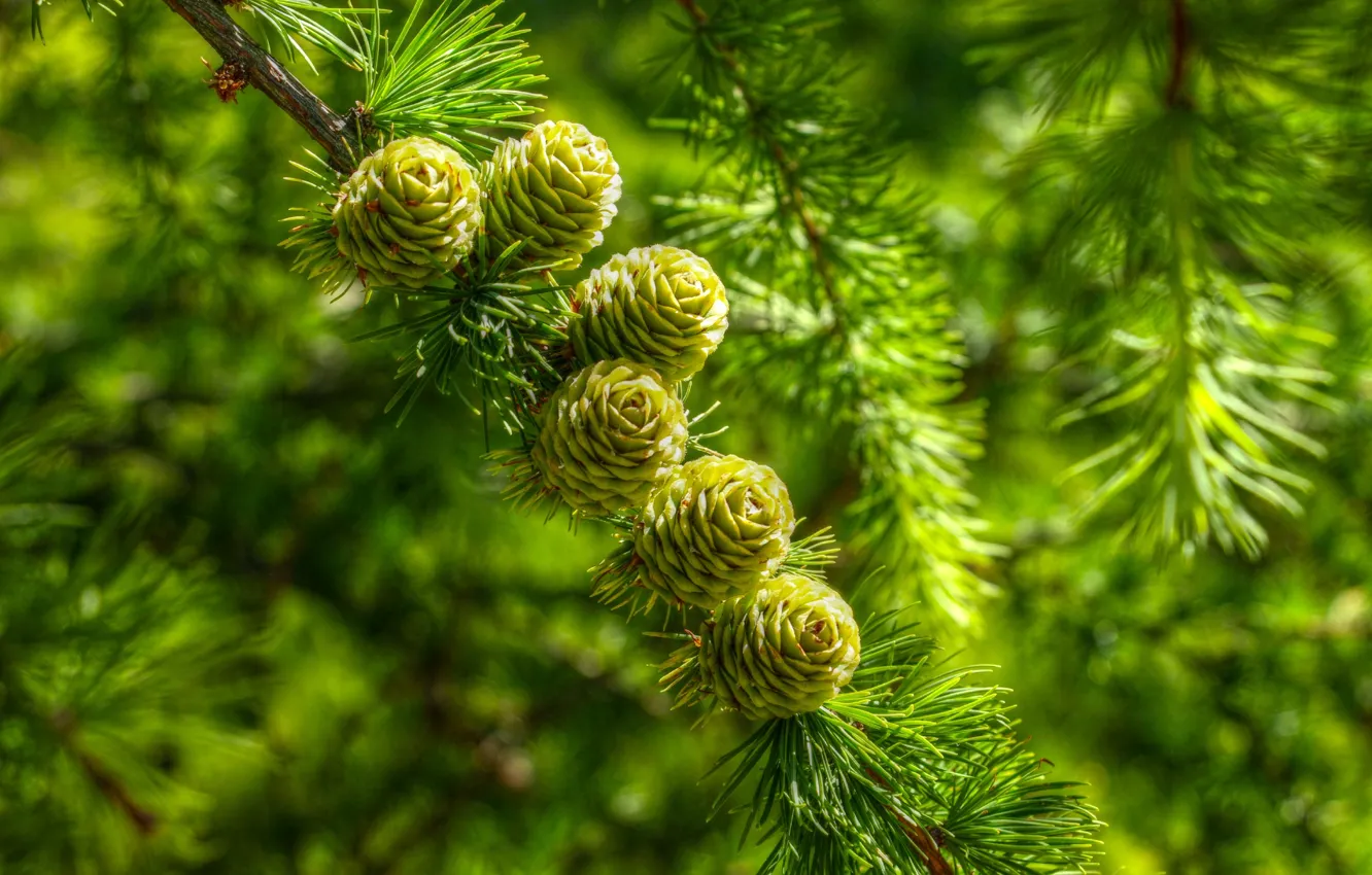Фото обои cones, pine, twig