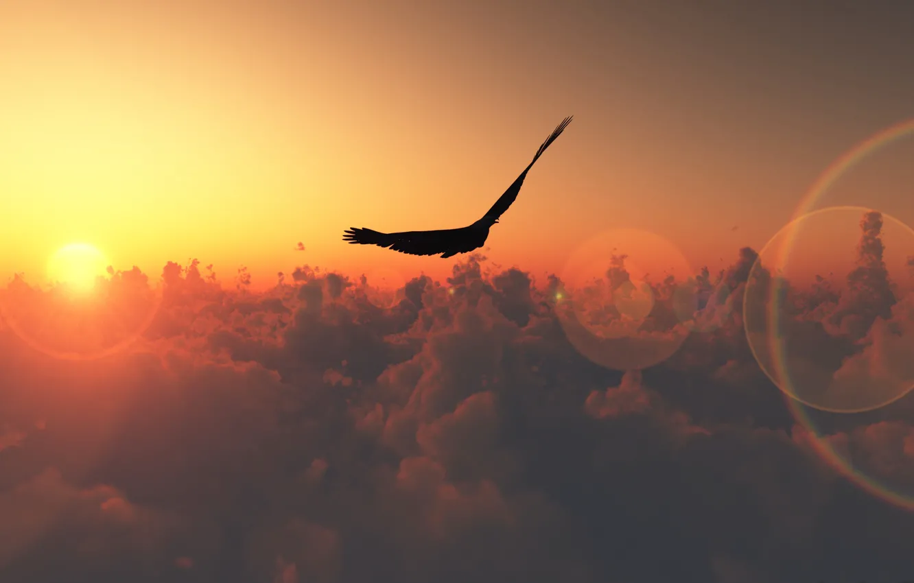 Фото обои небо, солнце, облака, блики, птица, полёт