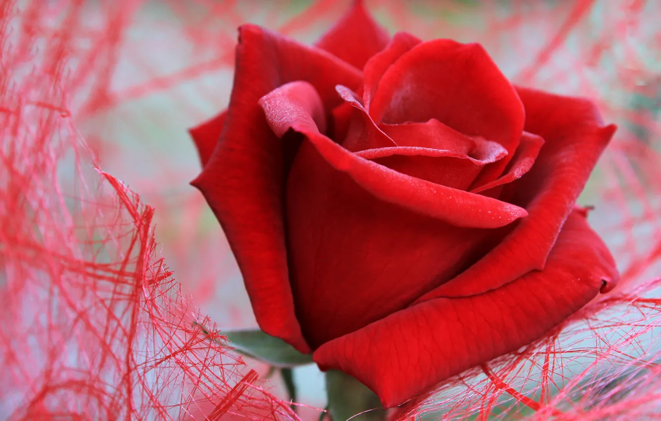 Фото обои цветок, макро, сетка, роза, красная