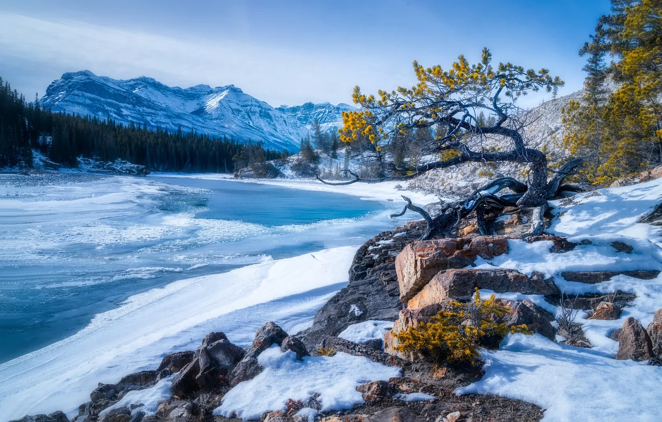 Фото обои зима, снег, горы, ветки, природа, река, камни, дерево