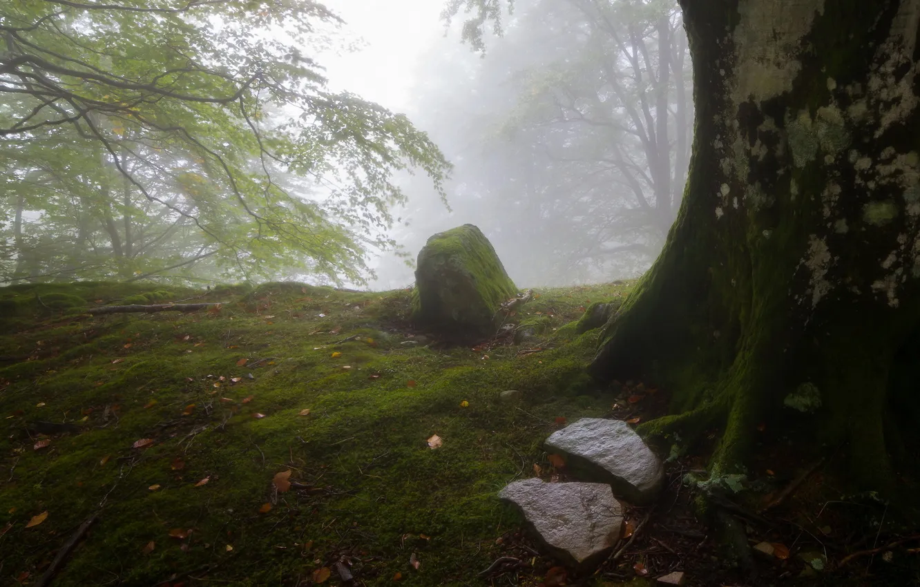 Фото обои природа, туман, утро