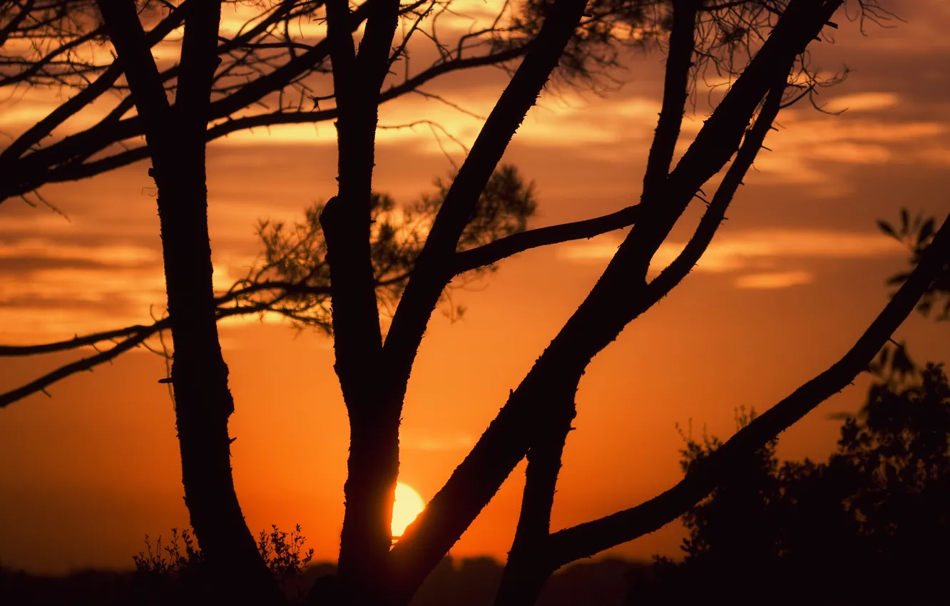 Фото обои деревья, закат, when the sun goes down