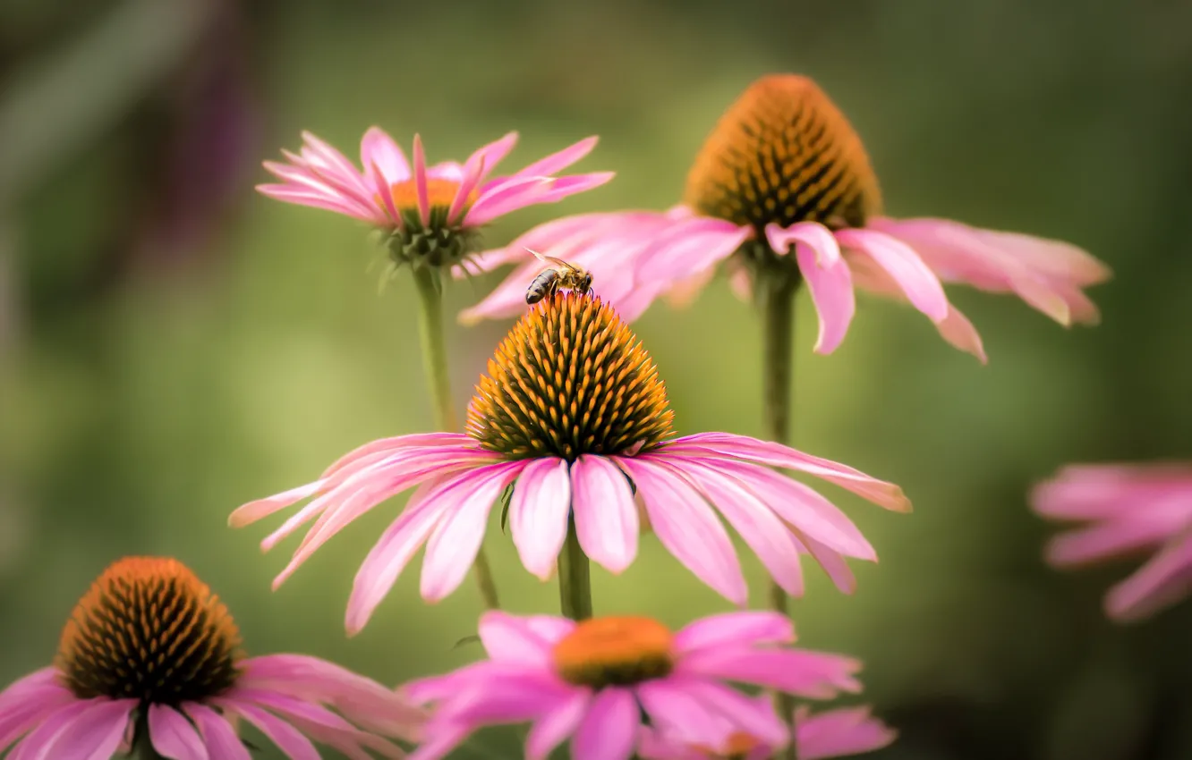 Фото обои макро, пчела, фон, лепестки, Эхинацея
