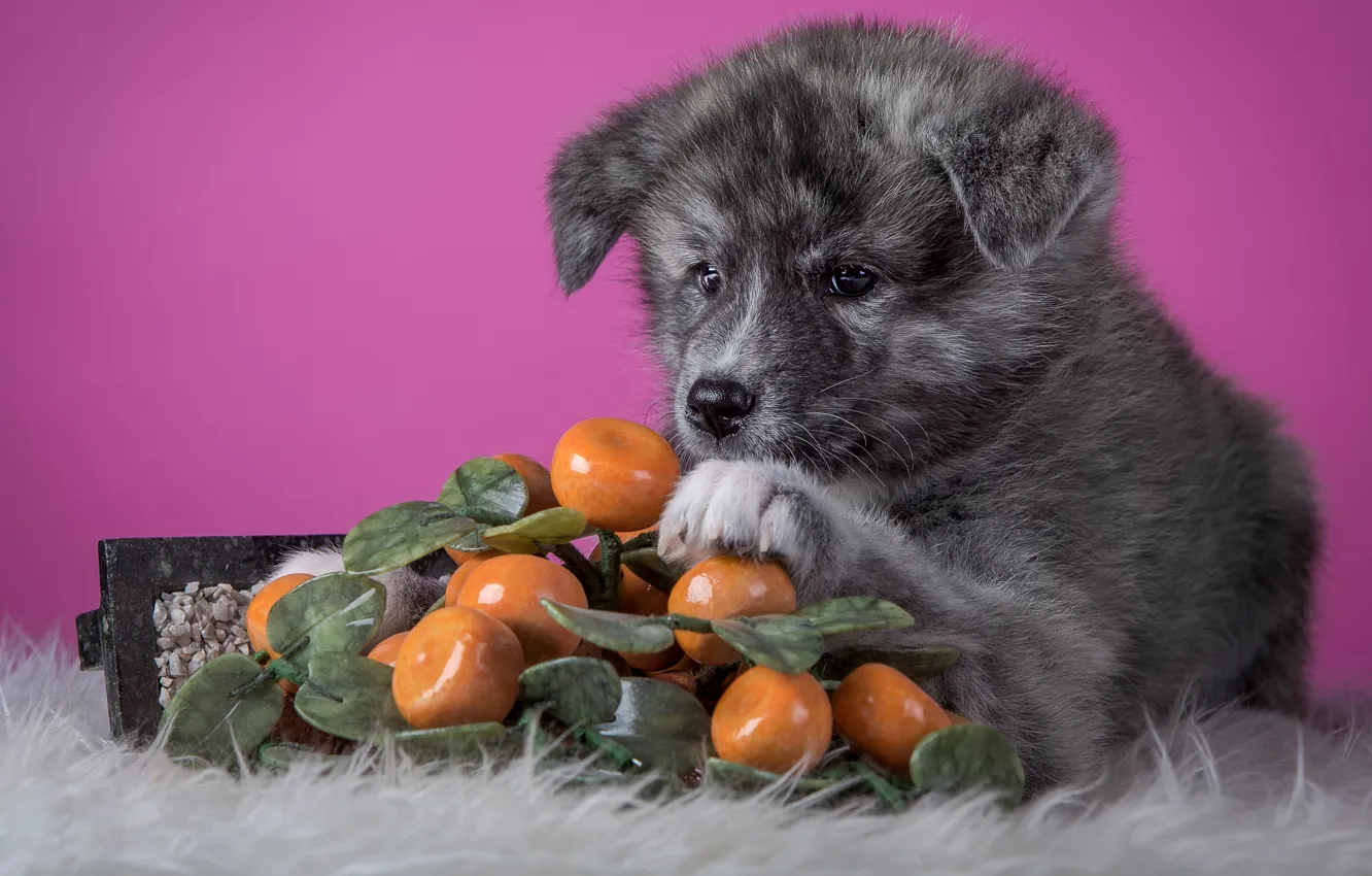 Фото обои серый, фон, розовый, собака, щенок, лежит, мех, фрукты