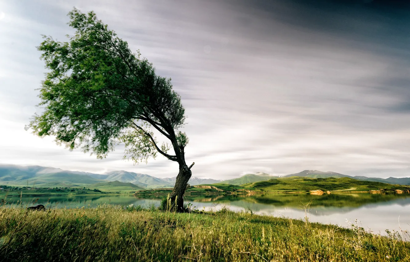 Фото обои пейзаж, горы, озеро, дерево