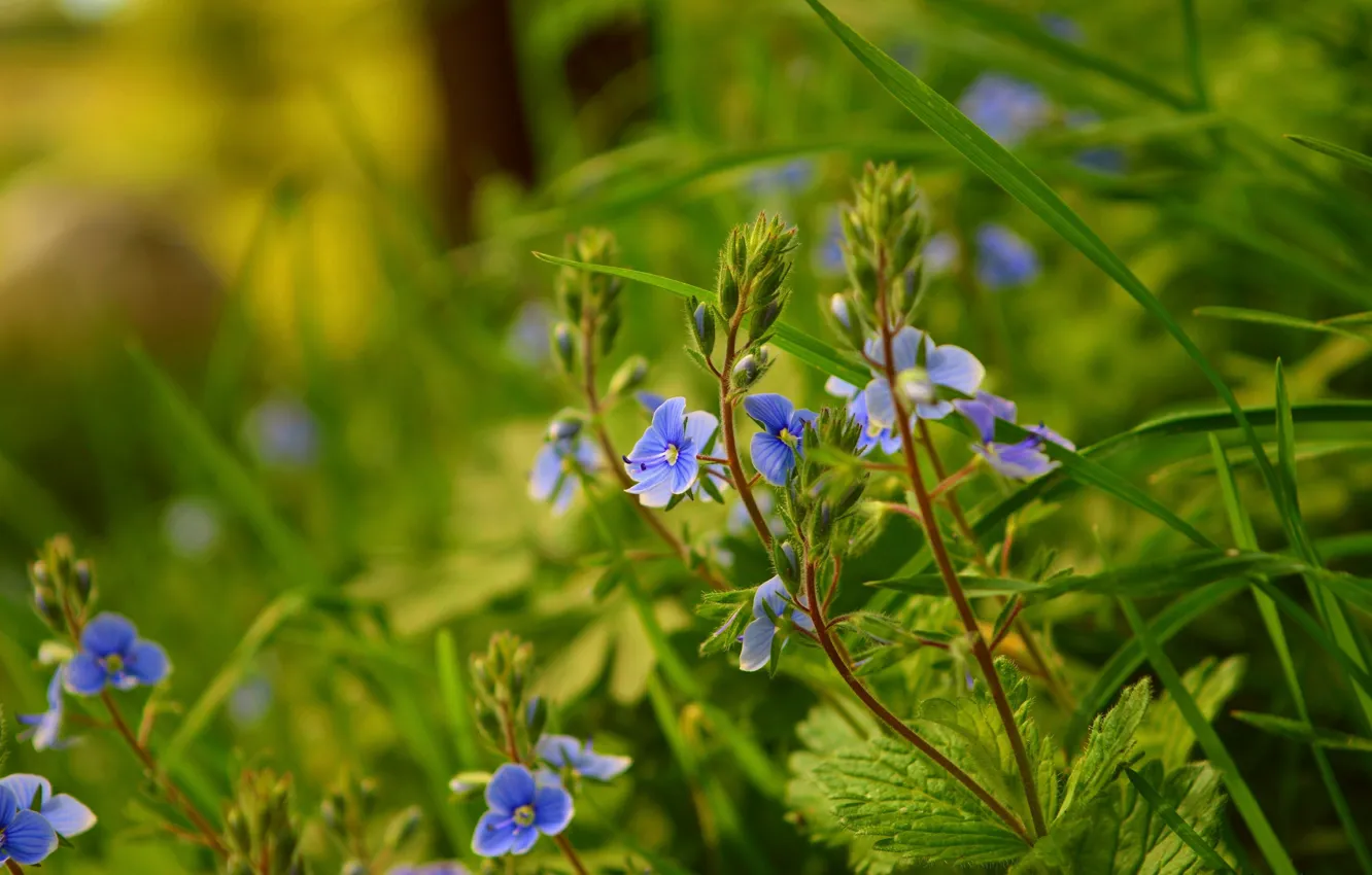 Фото обои Природа, Весна, Nature, Spring, Голубые цветы, Blue flowers, вероника дубравная