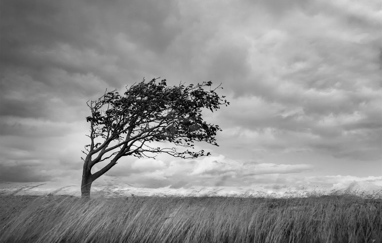 Фото обои трава, ветер, by Robin De Blanche, Winds Of Hano, ч/бб дерево