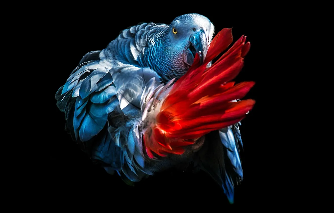 Фото обои перья, хвост, чёрный фон, Жако, серый попугай