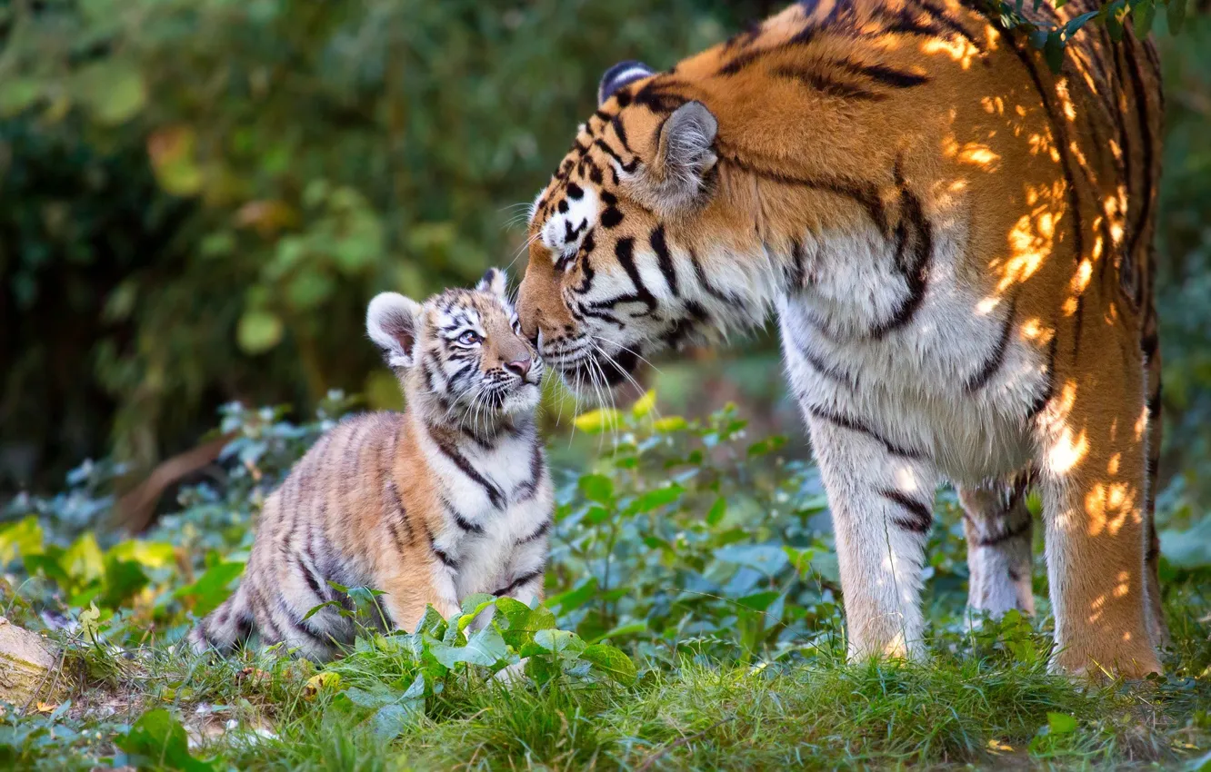 Фото обои животные, природа, хищники, детёныш, тигры, тигрица, тигрёнок