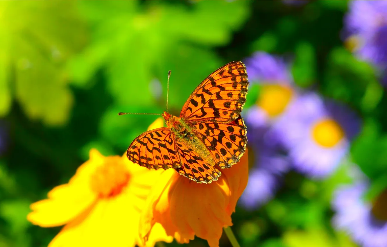 Фото обои Макро, Весна, Бабочка, Цветок, Spring, Macro, Butterfly