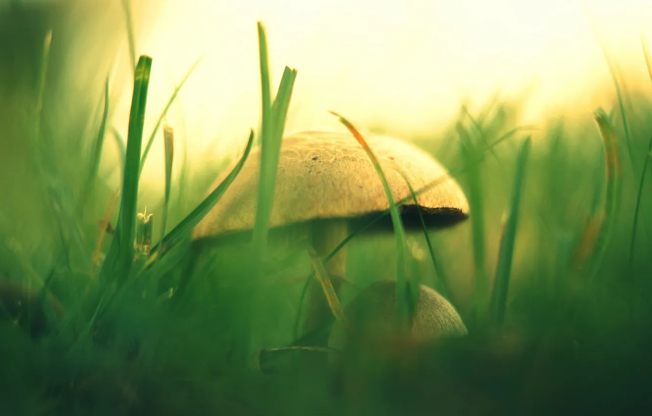 Фото обои зелень, трава, природа, гриб, размытость