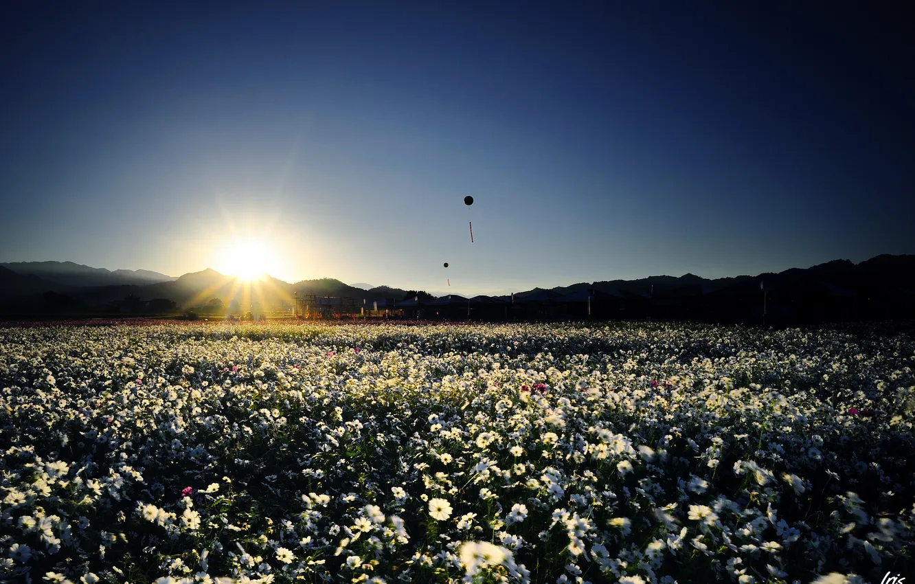 Фото обои поле, небо, солнце, закат, цветы, воздушные, белые, фонарики