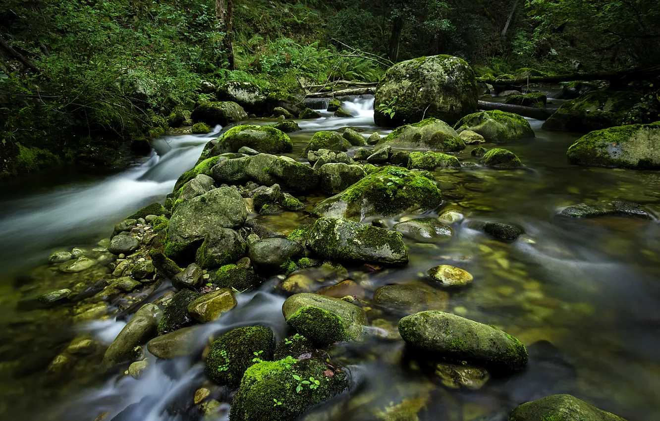 Фото обои лес, река, камень, водопад, поток, слизь, коряги