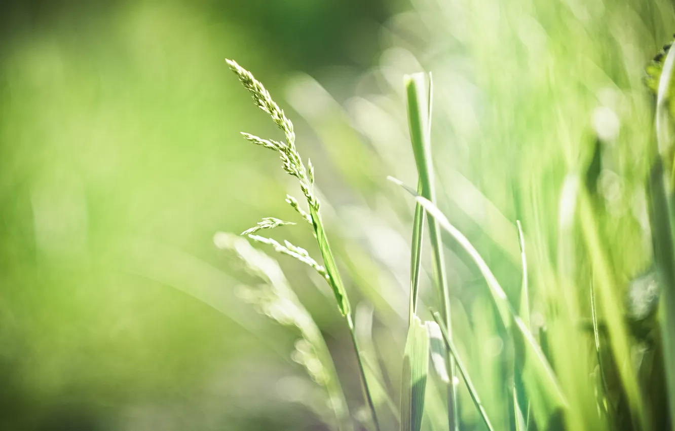 Фото обои трава, листья, зеленый, фон, обои, весна, широкоформатные, wallpapers