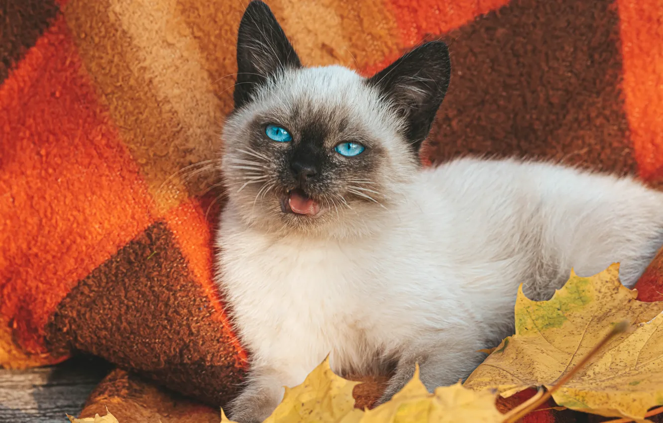 Фото обои осень, белый, кот, листья, мордочка, плед, котёнок, голубые глаза