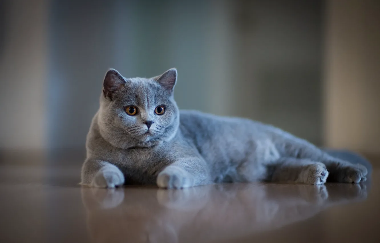 Фото обои мордочка, серая, боке, котейка, Британская короткошёрстная кошка